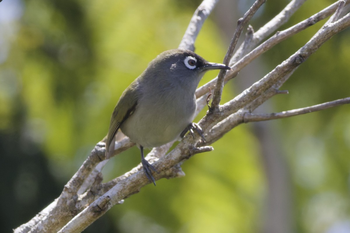 Reunion White-eye - ML646366129