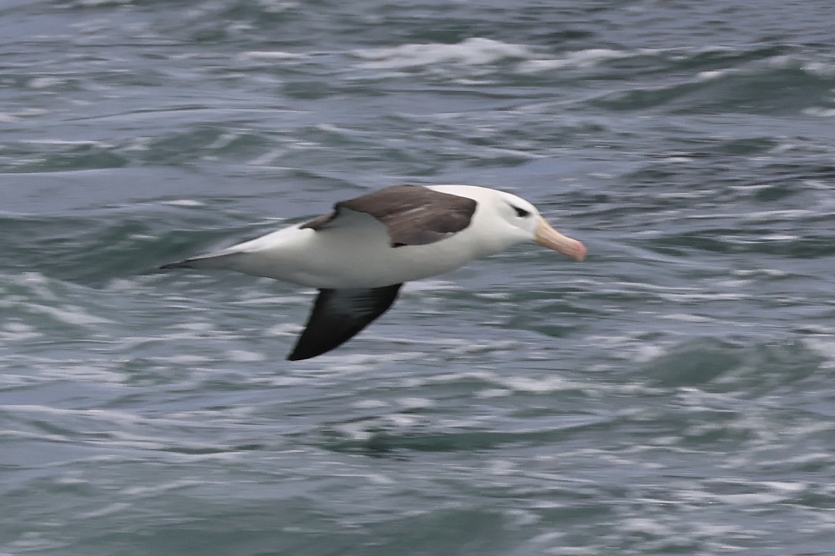 マユグロアホウドリ - ML646366130