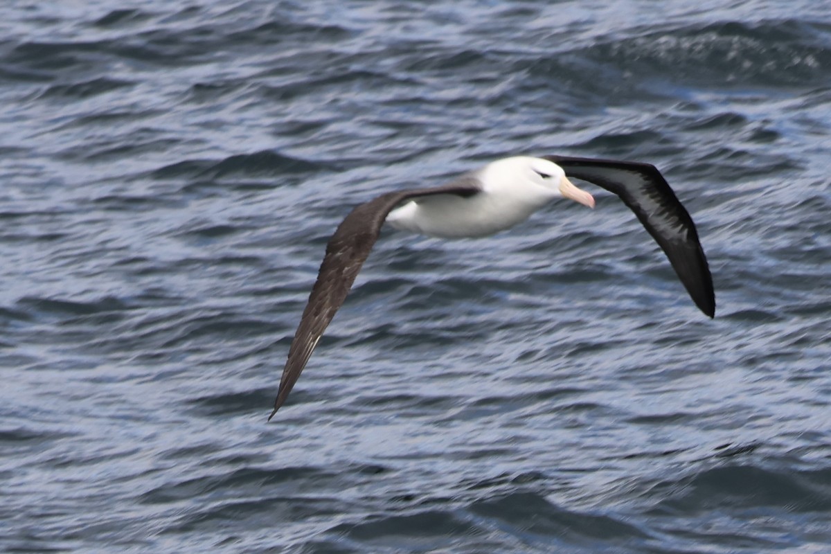 マユグロアホウドリ - ML646366131