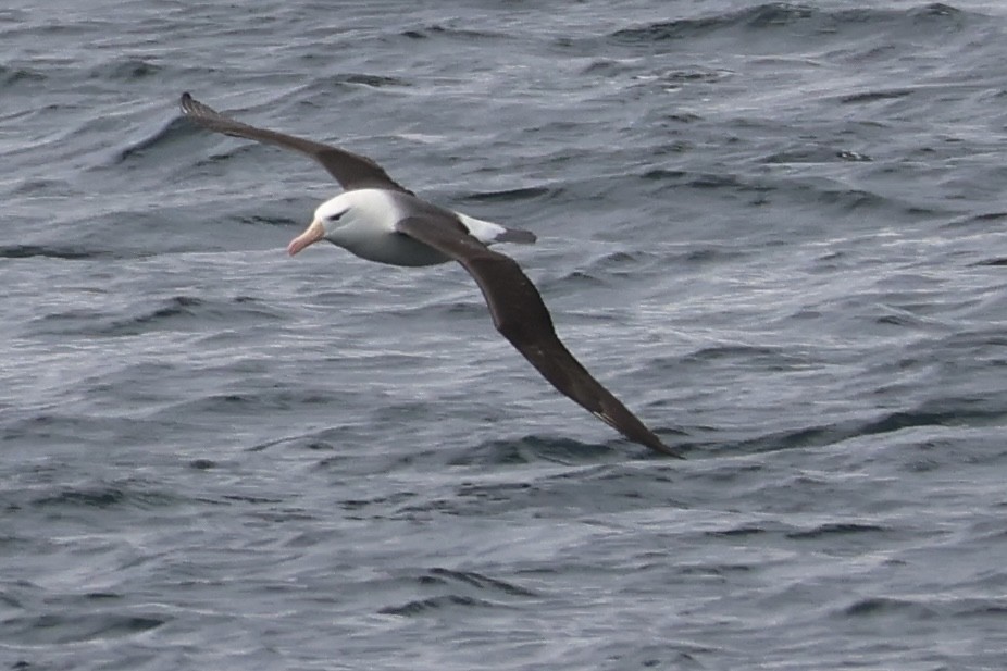 マユグロアホウドリ - ML646366132