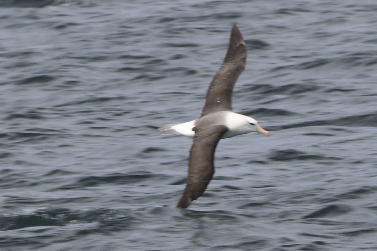 マユグロアホウドリ - ML646366133