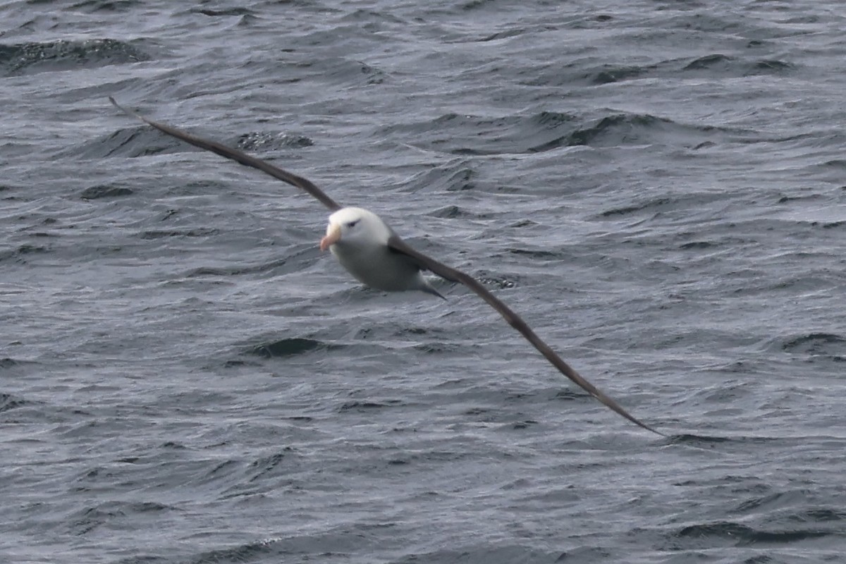 マユグロアホウドリ - ML646366134