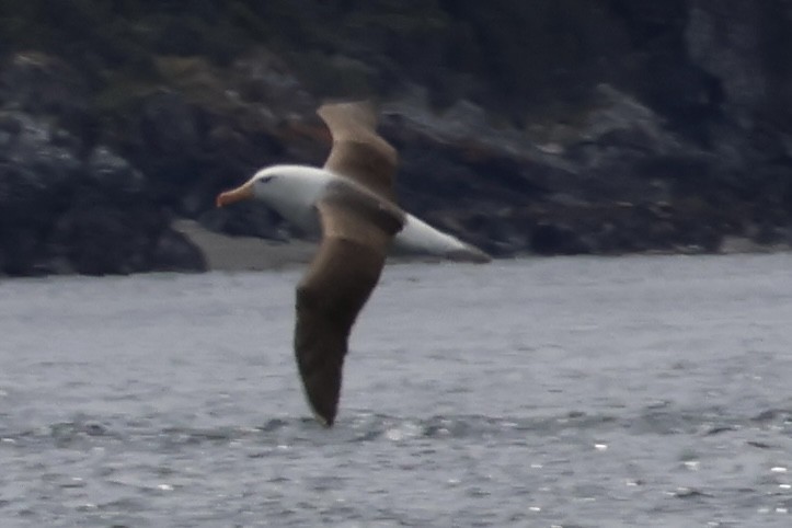 マユグロアホウドリ - ML646366135