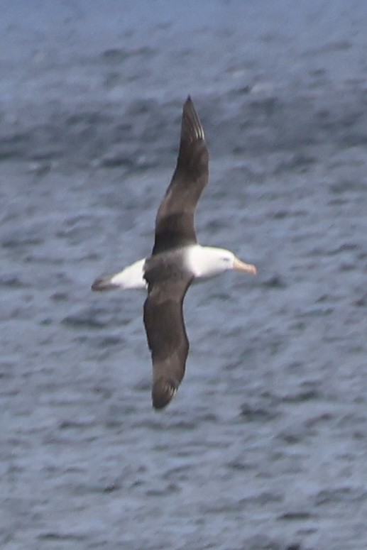 マユグロアホウドリ - ML646366136