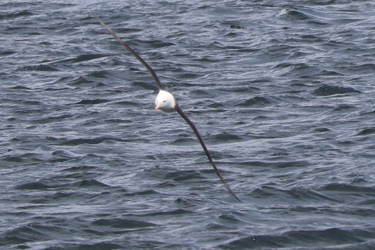 マユグロアホウドリ - ML646366138