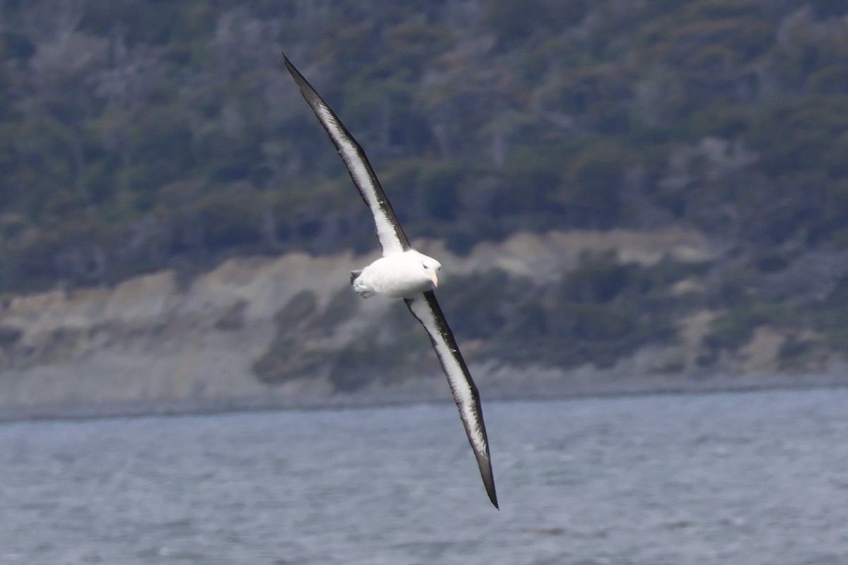 マユグロアホウドリ - ML646366140