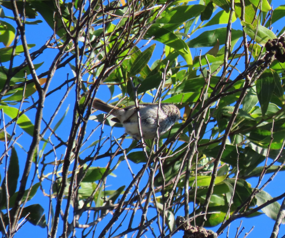 チャイロトゲハシムシクイ - ML646366145