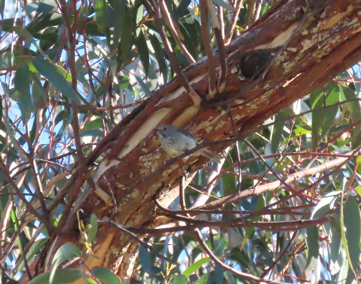 チャイロトゲハシムシクイ - ML646366146