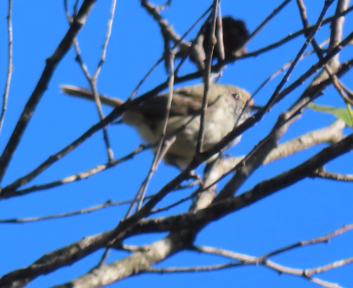 チャイロトゲハシムシクイ - ML646366147