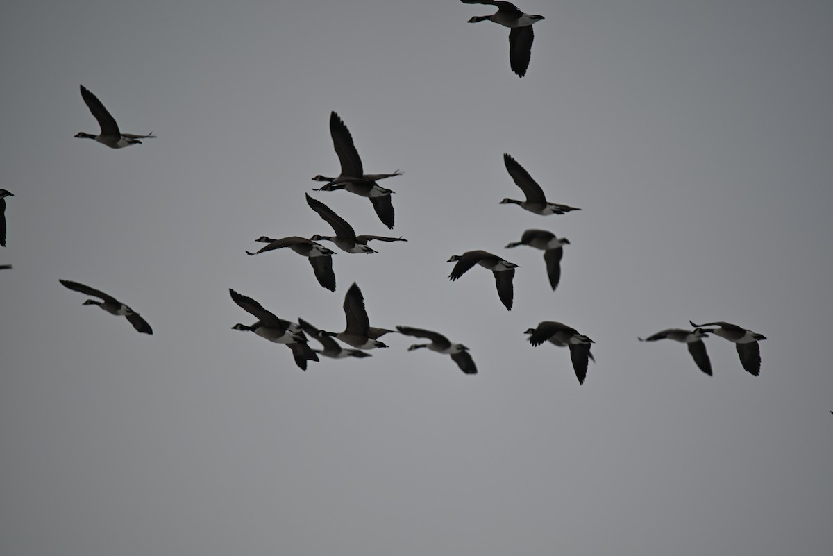 カナダガン - ML646366148