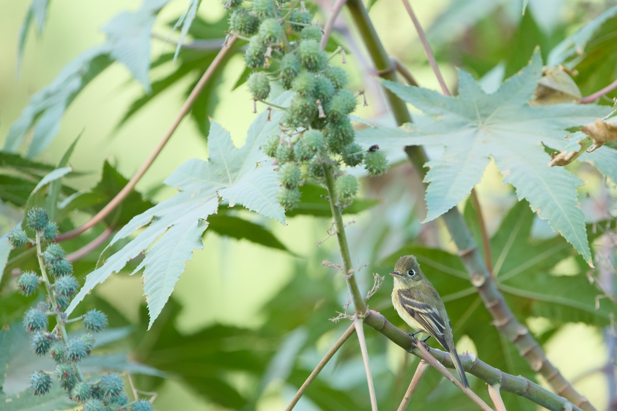 Western Flycatcher - ML646366149