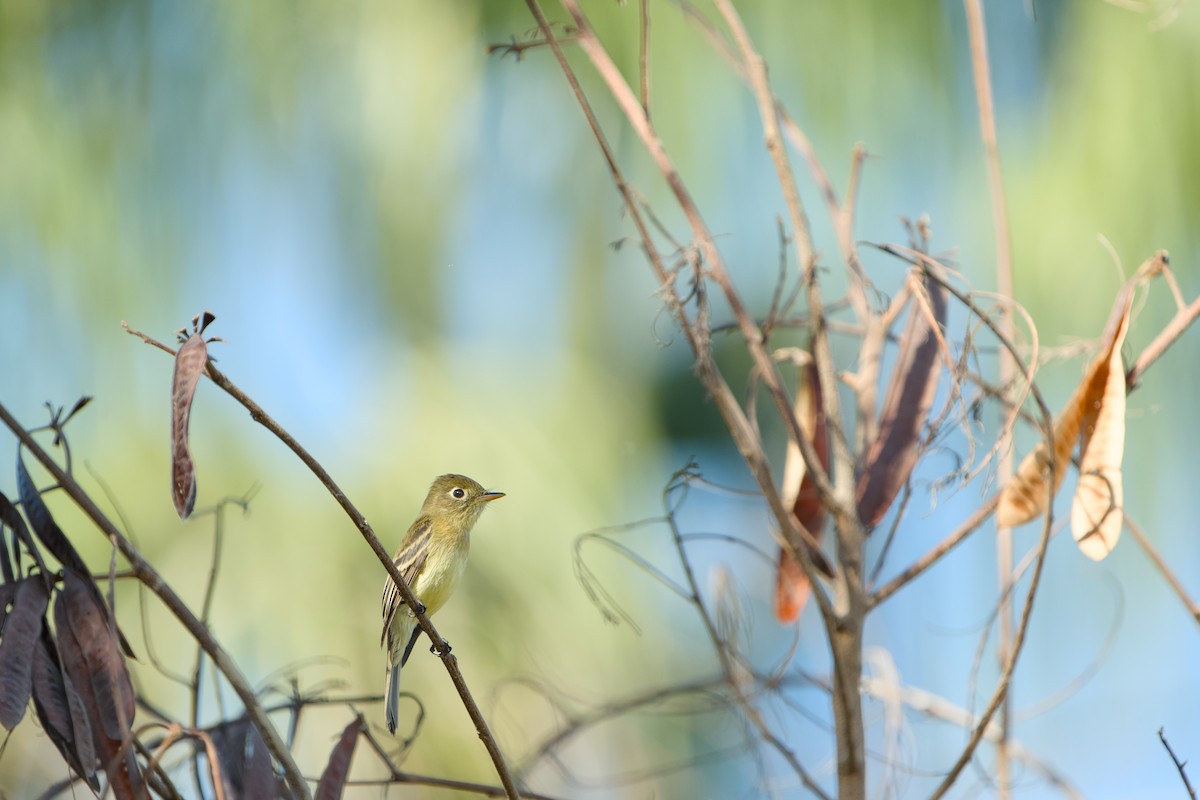 Western Flycatcher - ML646366150