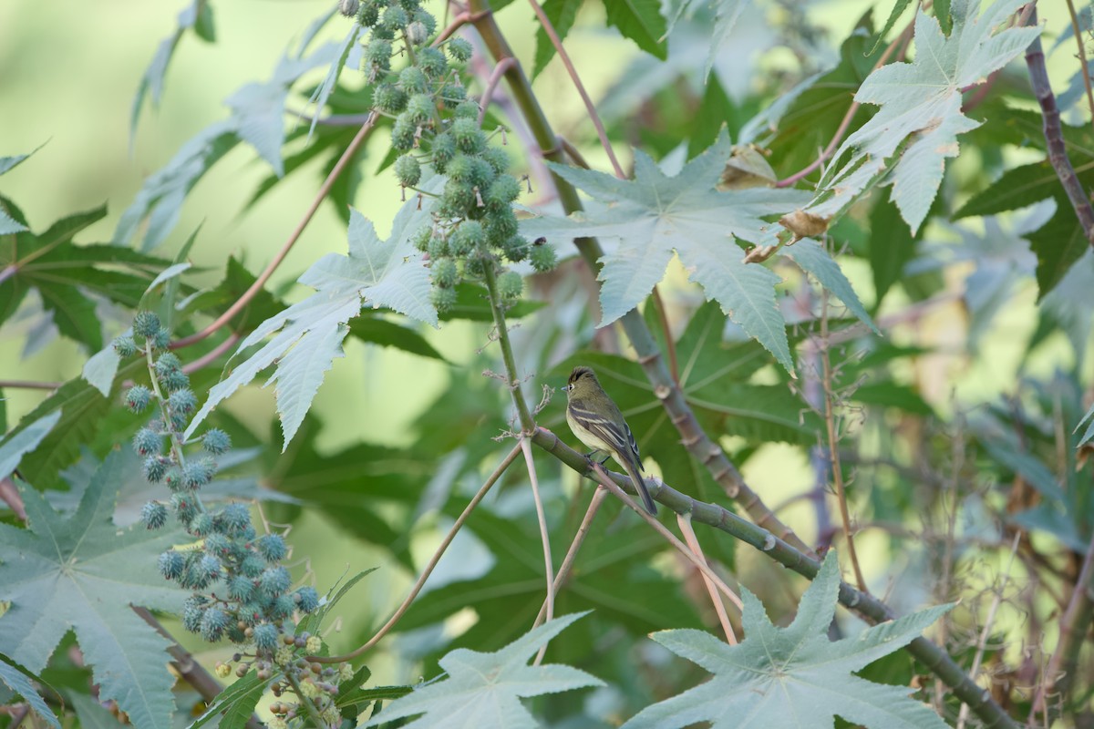 Western Flycatcher - ML646366151