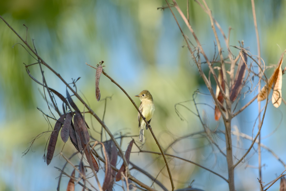 Western Flycatcher - ML646366152