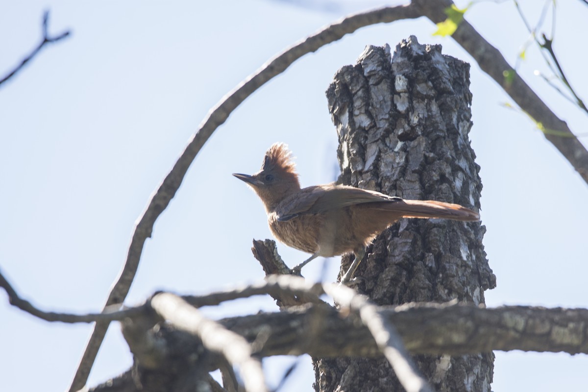 チャイロエボシカマドドリ - ML646366153