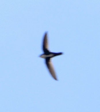 rorýs bělohrdlý - ML646366154