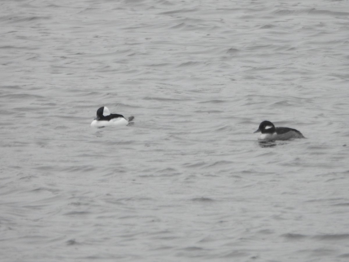 Bufflehead - ML646366155