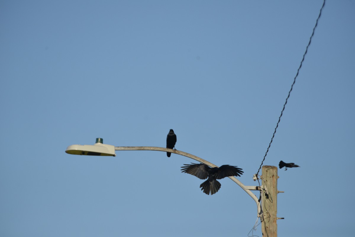 Fish Crow - ML646366156