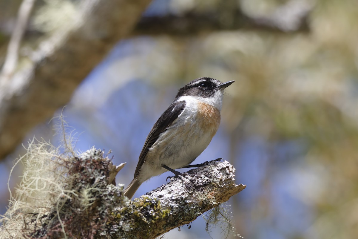 Reünyon Taşkuşu - ML646366157