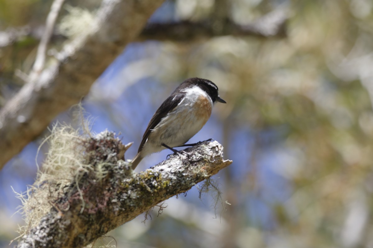 Reunion Stonechat - ML646366165
