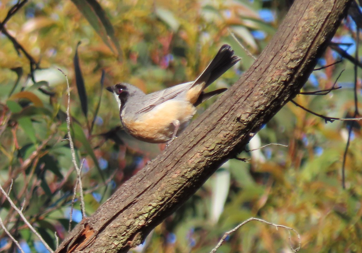 Свистун рудочеревий - ML646366166