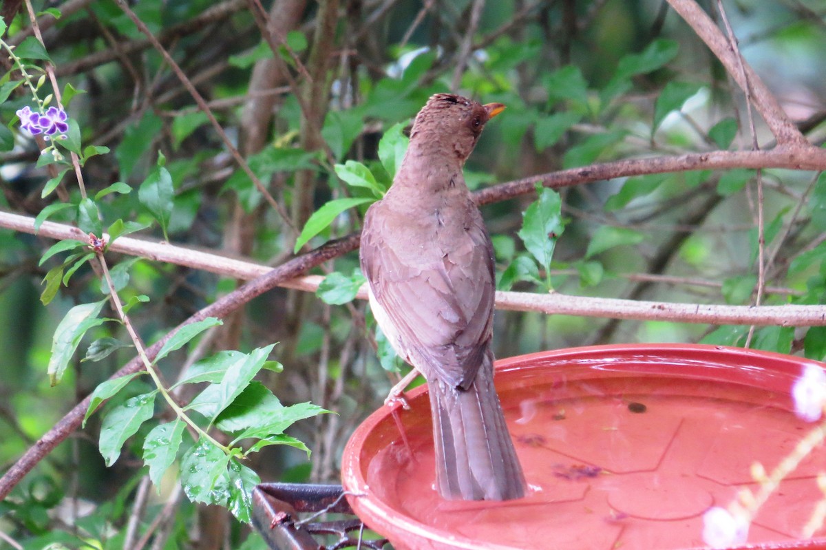 Creamy-bellied Thrush - ML646366167