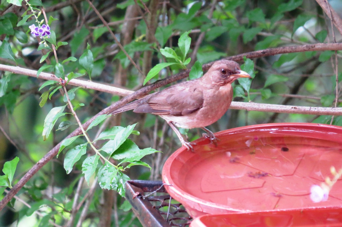 Creamy-bellied Thrush - ML646366168