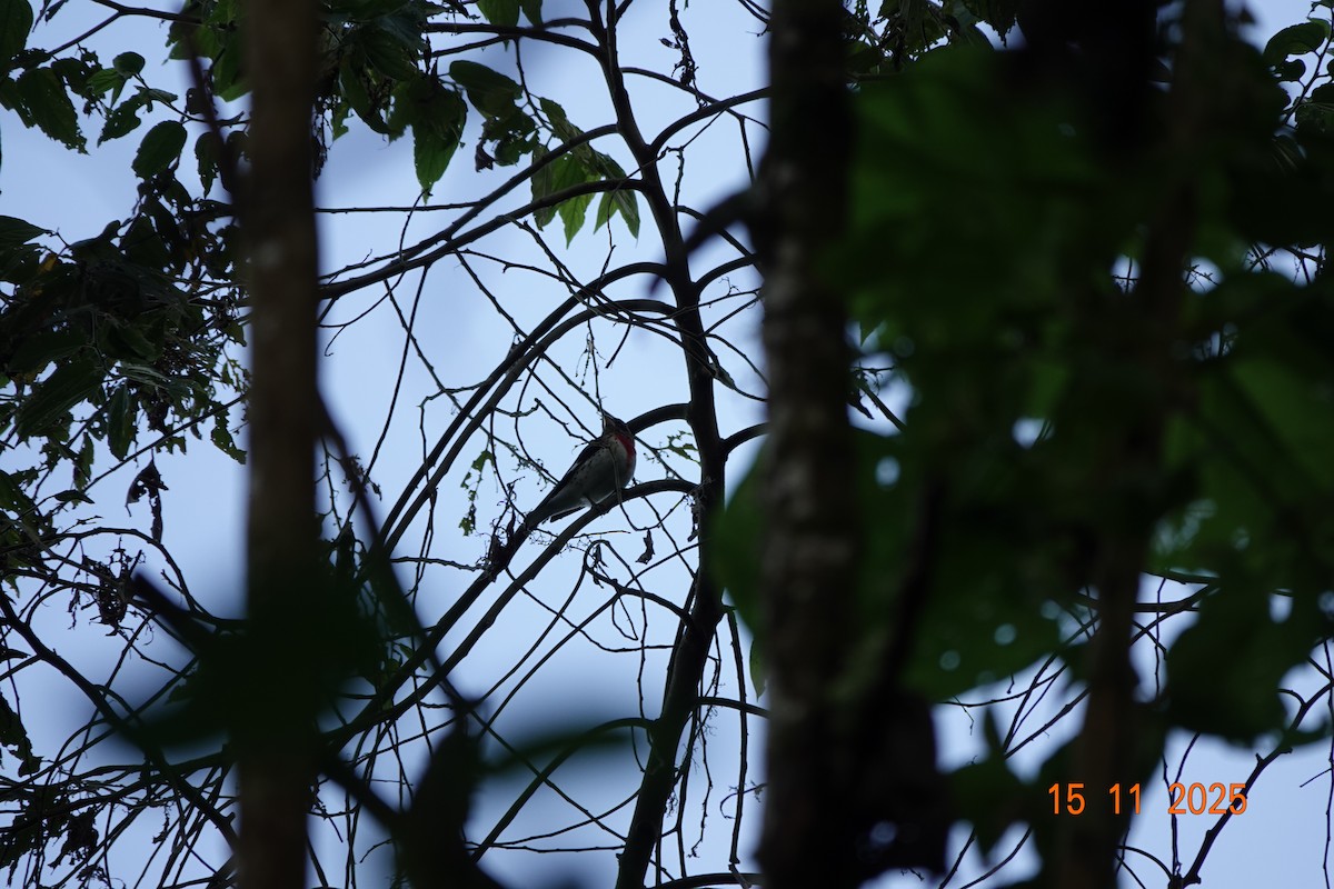 Розовогрудый толстонос - ML646366169