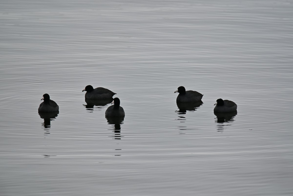 Лиска американська - ML646366170