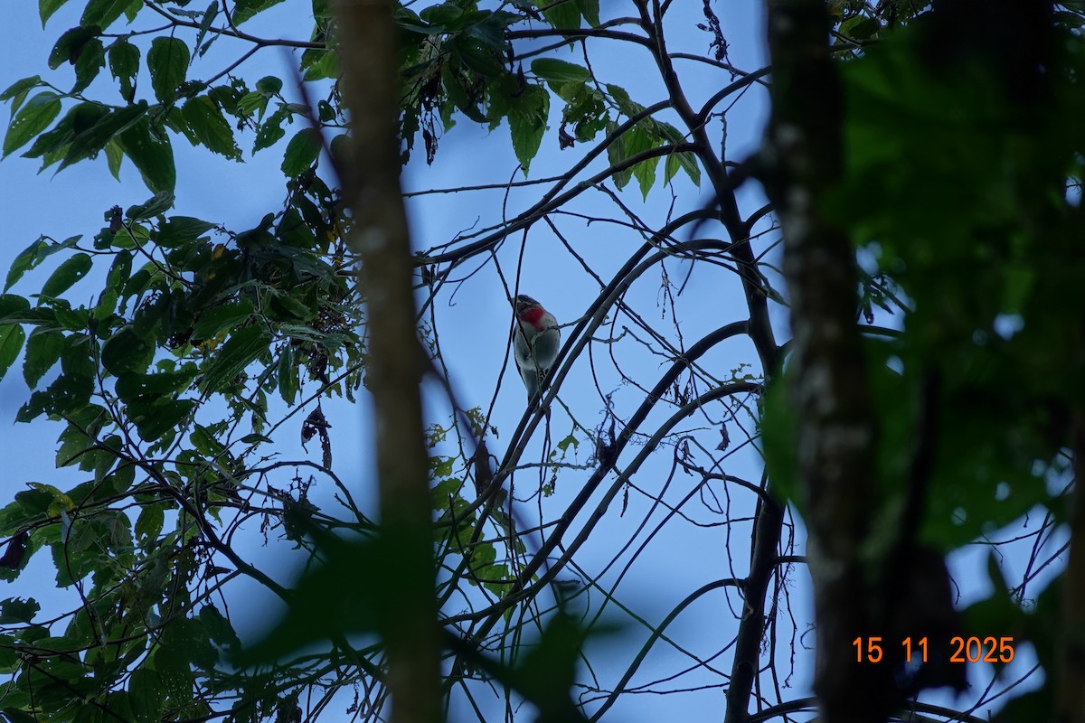 Розовогрудый толстонос - ML646366176