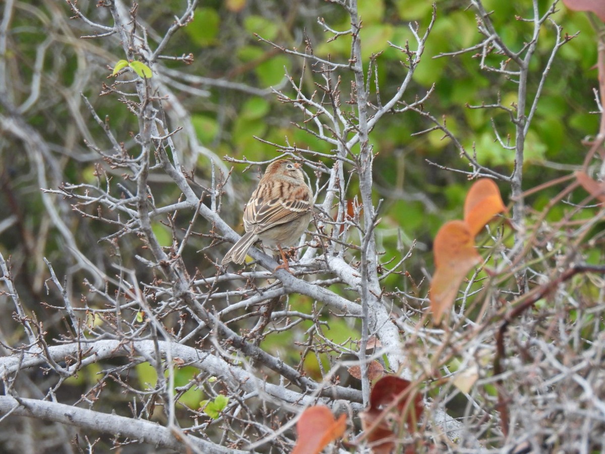 Field Sparrow - ML646366183