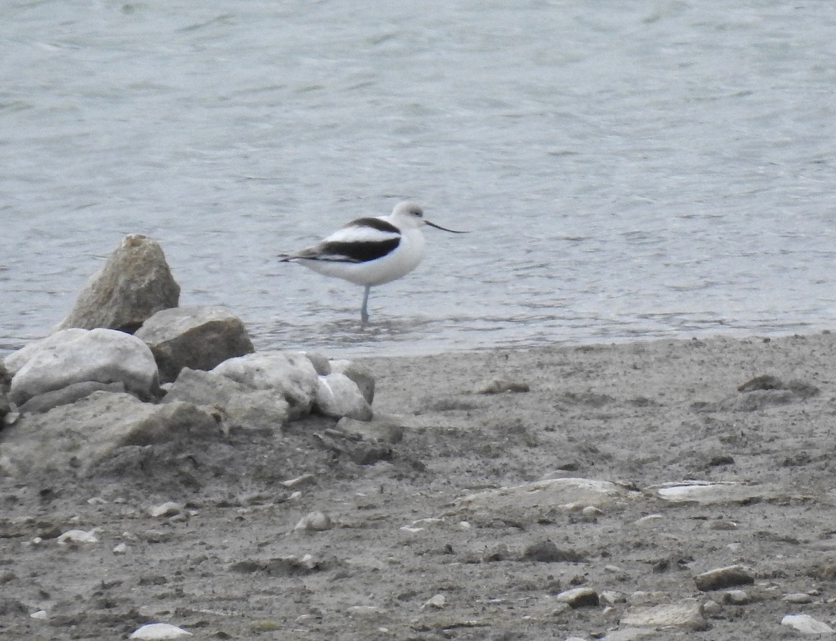 American Avocet - ML646366185