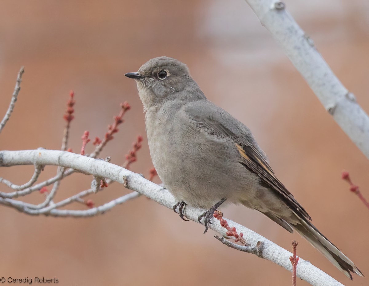 Townsend's Solitaire - ML646366186