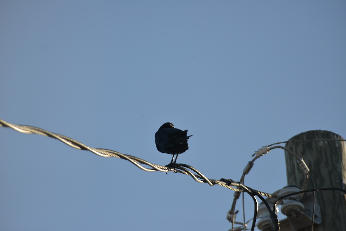 Boat-tailed Grackle - ML646366188