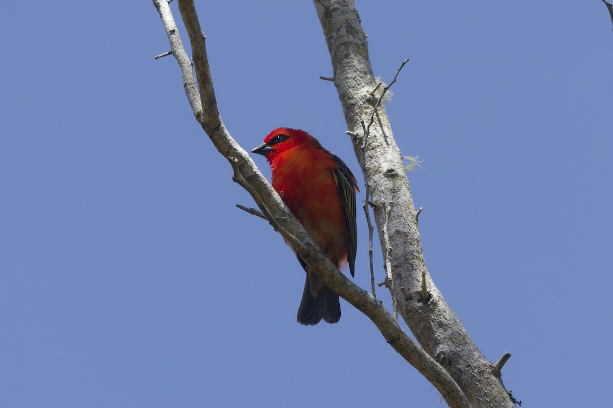 Red Fody - ML646366190