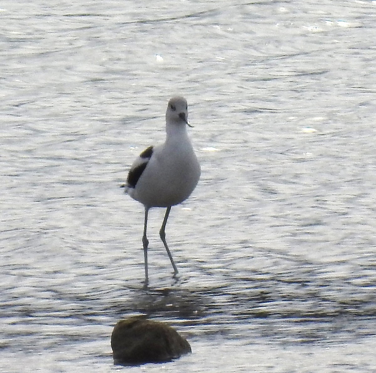 American Avocet - ML646366193