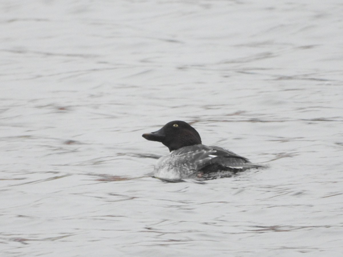 Common Goldeneye - ML646366196