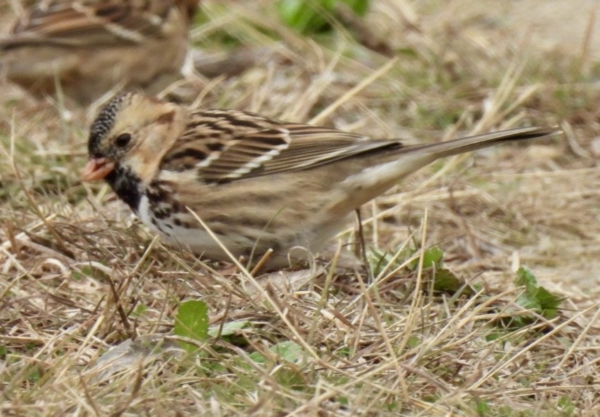 Harris's Sparrow - ML646366197