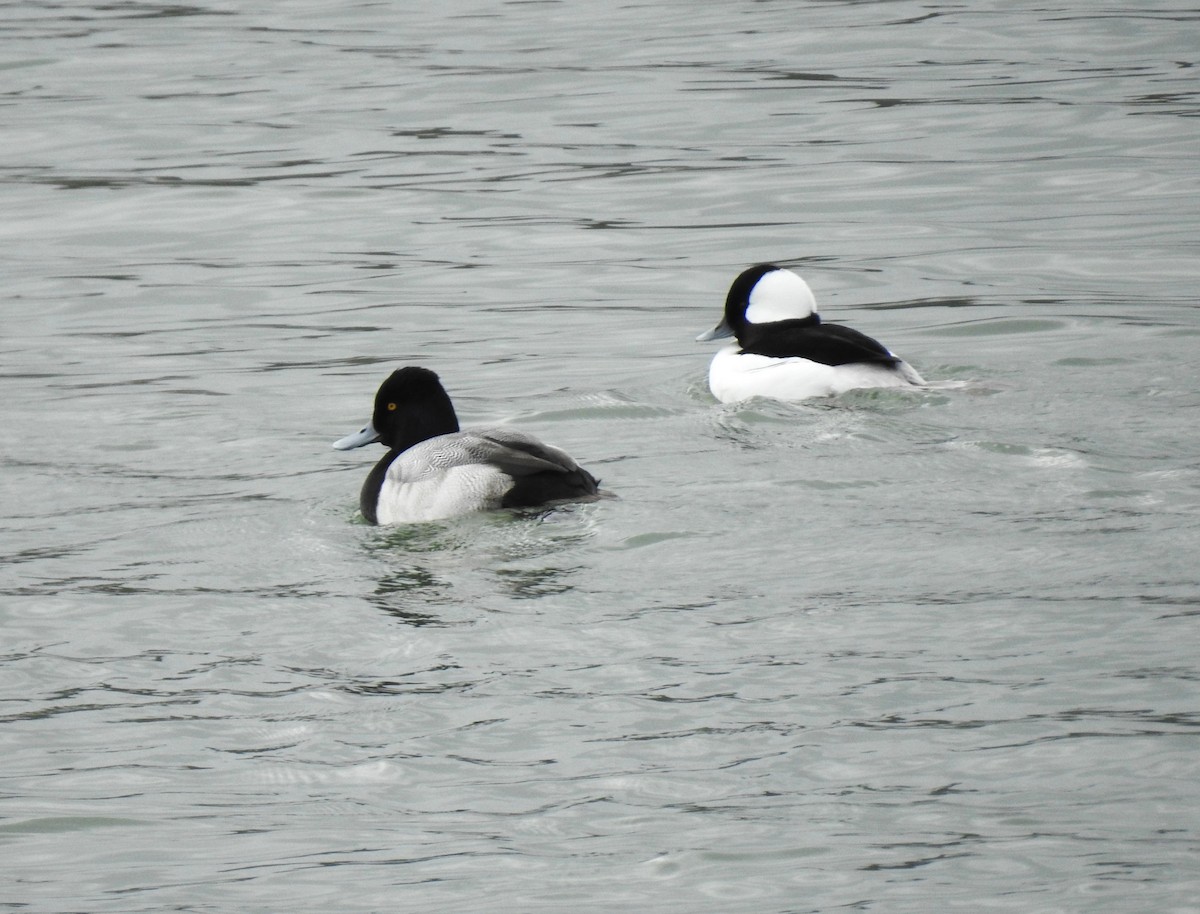 Bufflehead - ML646366203