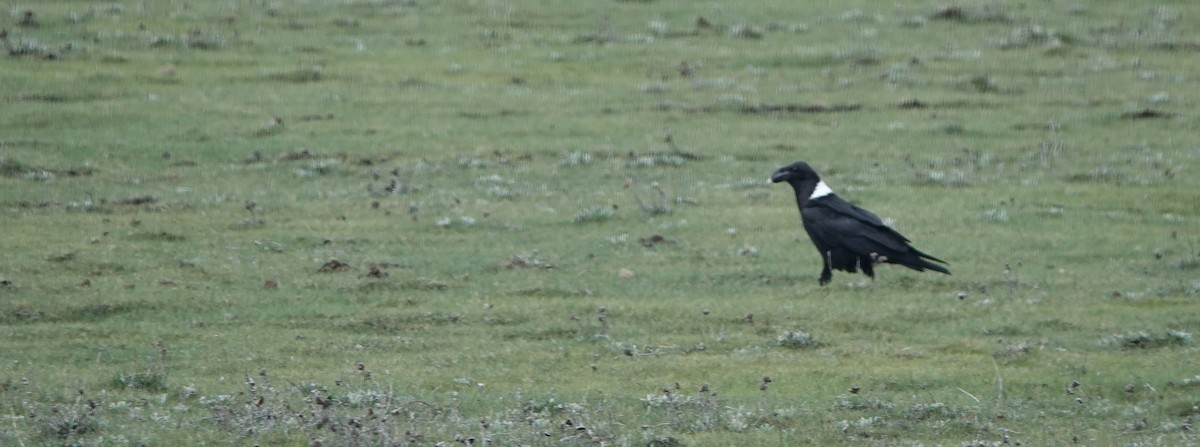 White-necked Raven - ML646366204