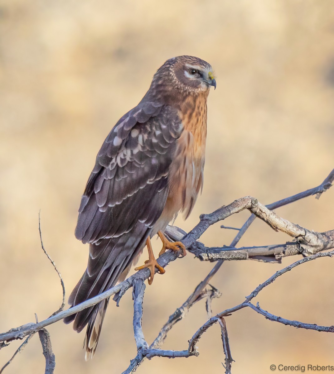 Northern Harrier - ML646366207
