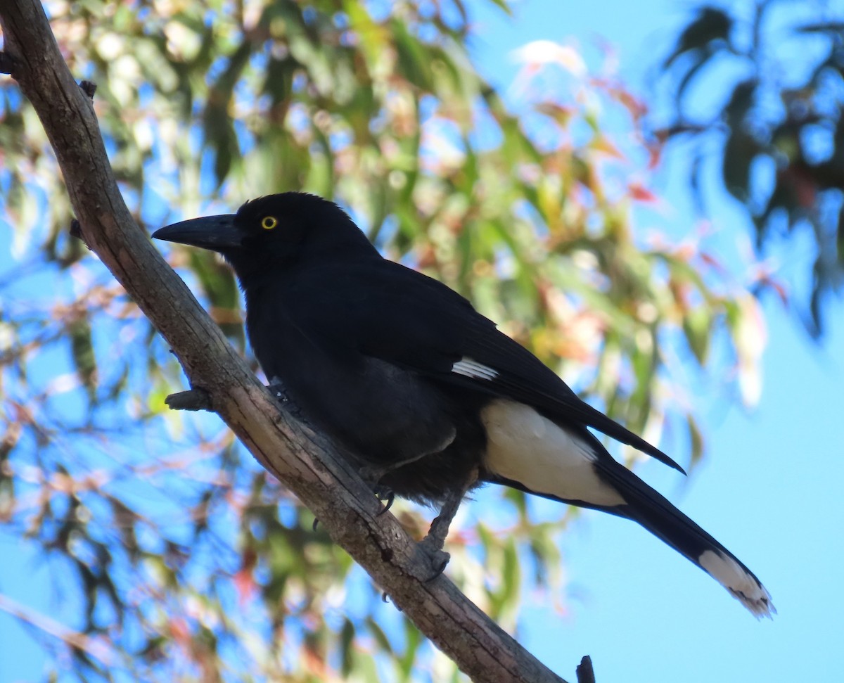 Куравонг строкатий - ML646366208