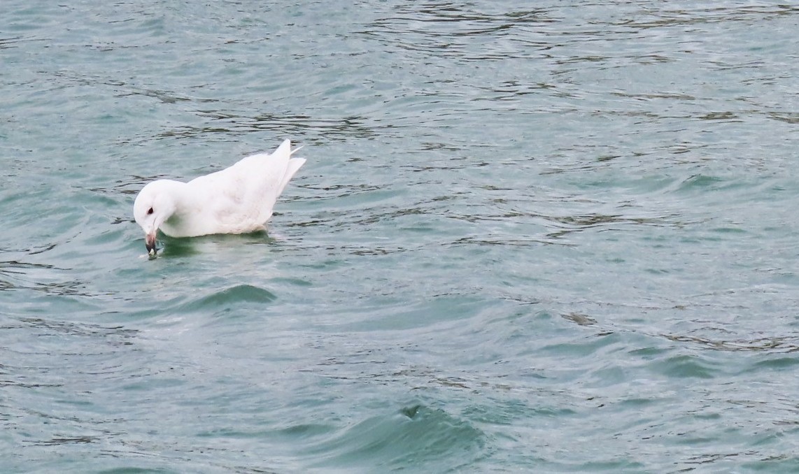 Iceland Gull - ML646366211