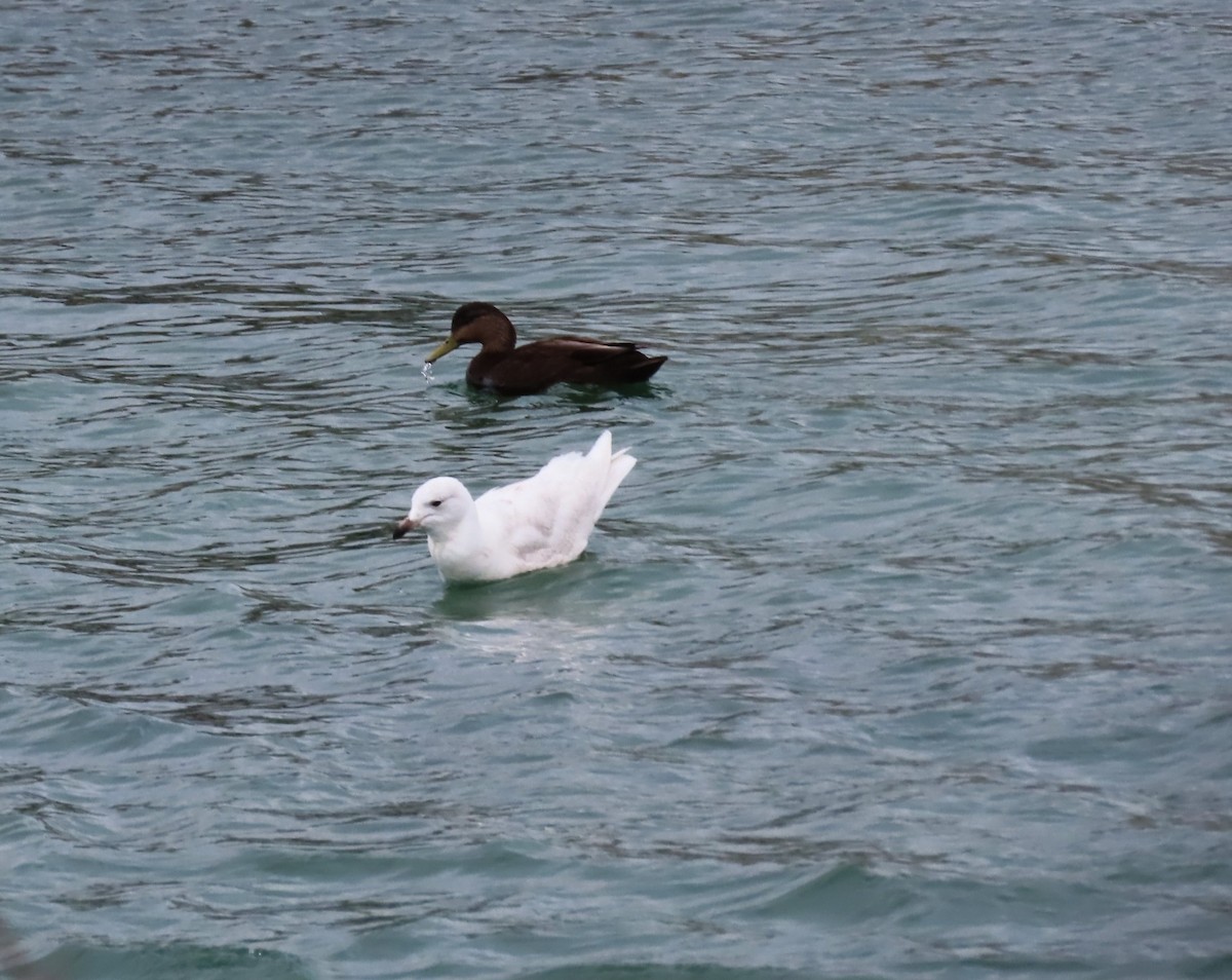 Iceland Gull - ML646366212