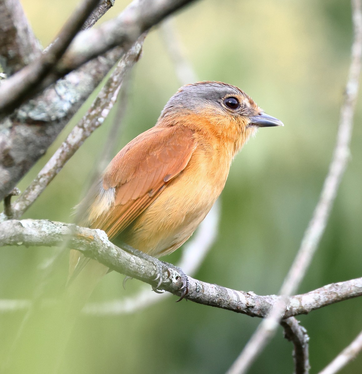 ハチマキカザリドリモドキ - ML646366214