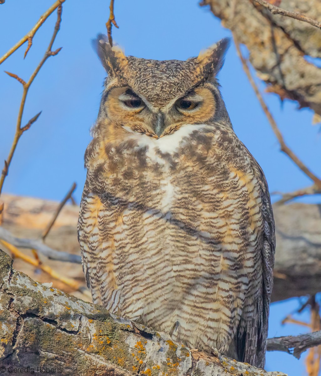 Great Horned Owl - ML646366215