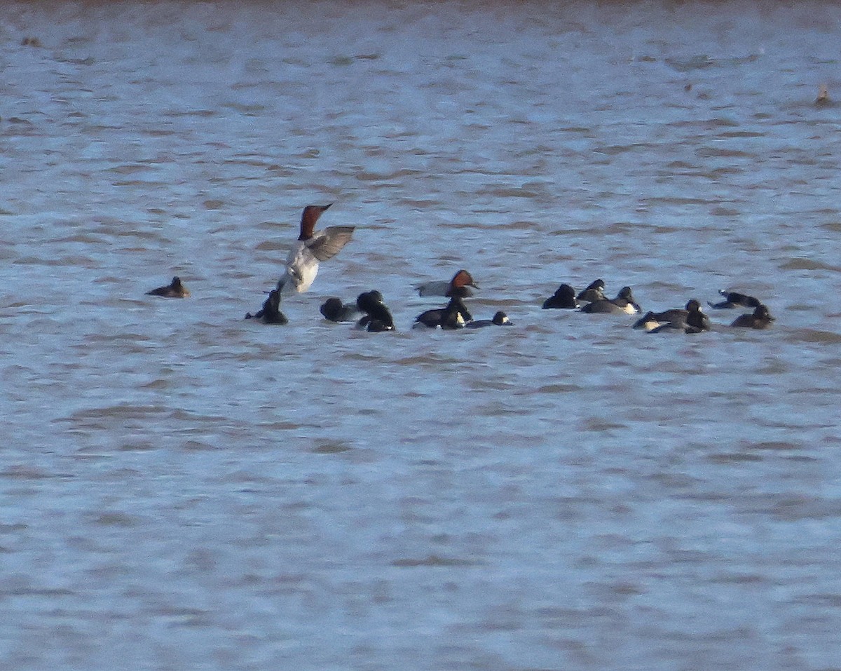 Riesentafelente - ML646366216