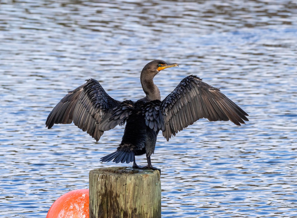 totoppskarv - ML646366217