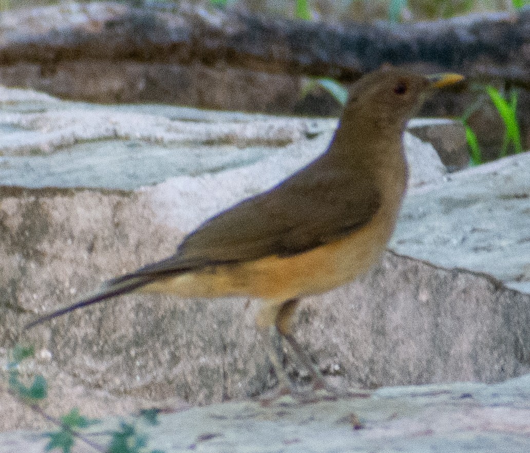 Clay-colored Thrush - ML646366218