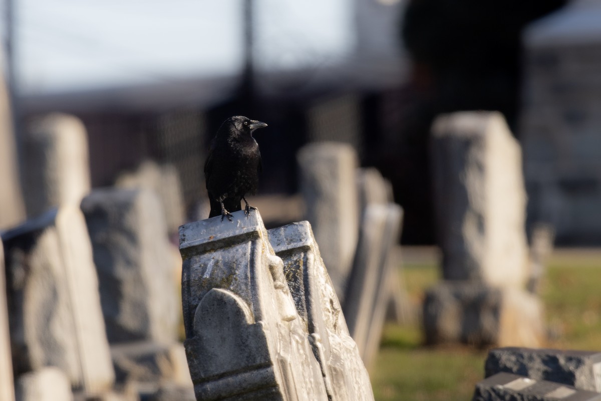 vrána americká - ML646366224